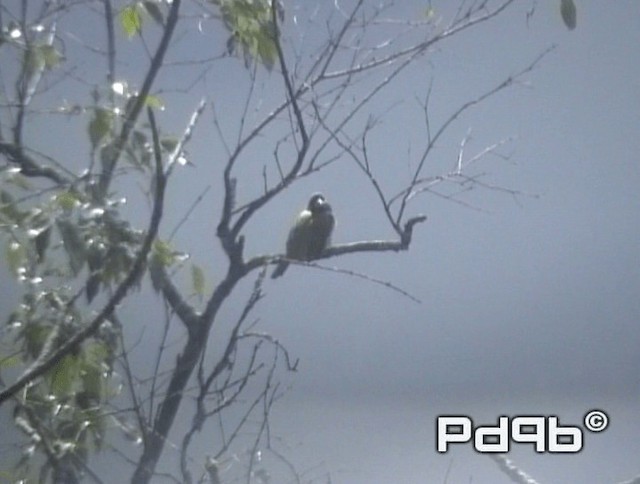 Great Barbet - ML200973351