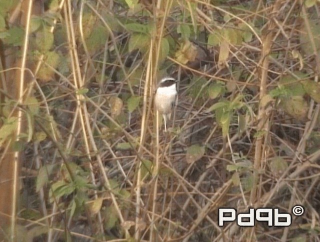 Gray Bushchat - ML200973361