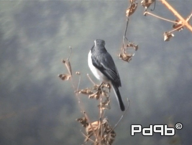 Gray Bushchat - ML200973381