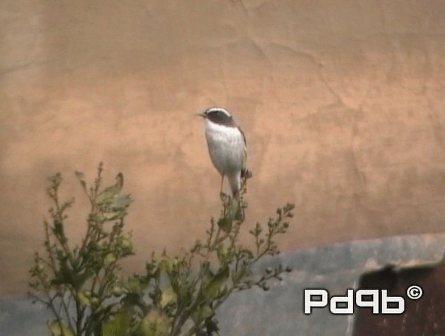 Gray Bushchat - ML200973401