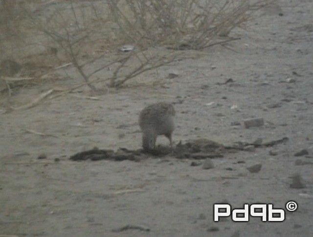 Francolin gris - ML200973411