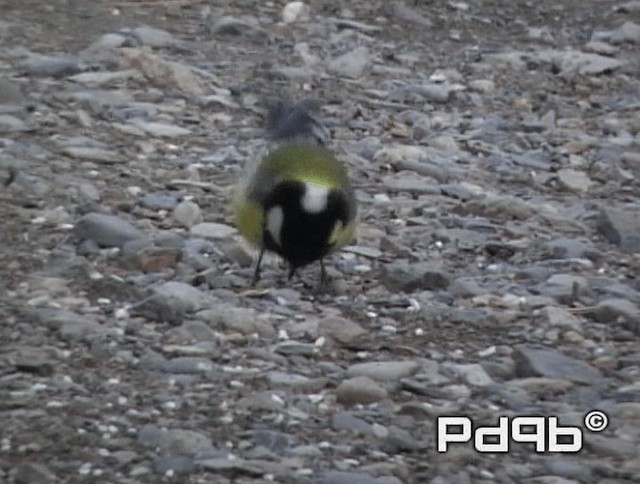 Green-backed Tit - ML200973461