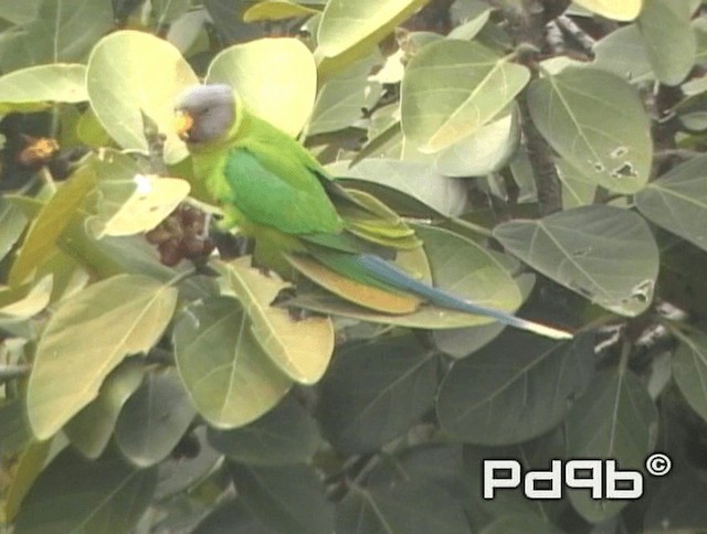 Plum-headed Parakeet - ML200973491