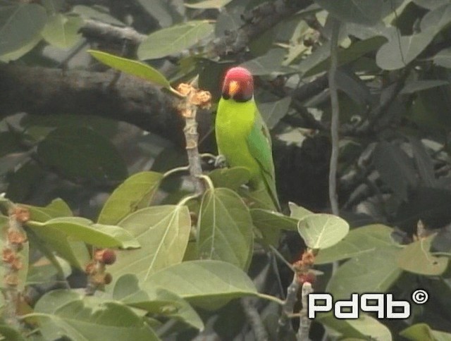 Plum-headed Parakeet - ML200973501