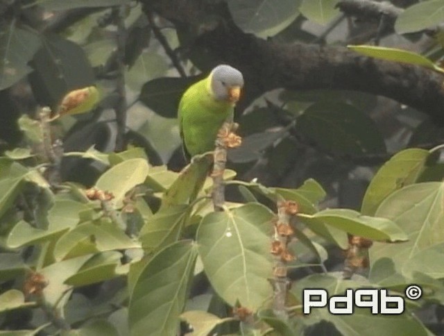 Plum-headed Parakeet - ML200973511