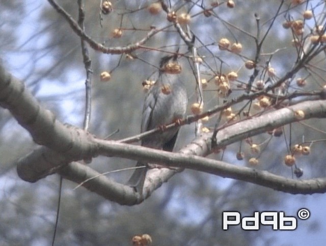 Black Bulbul (psaroides Group) - ML200973521