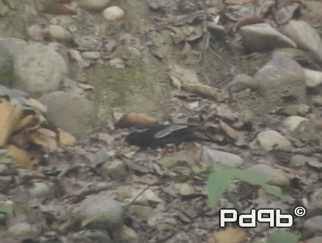 Gray-winged Blackbird - ML200973551