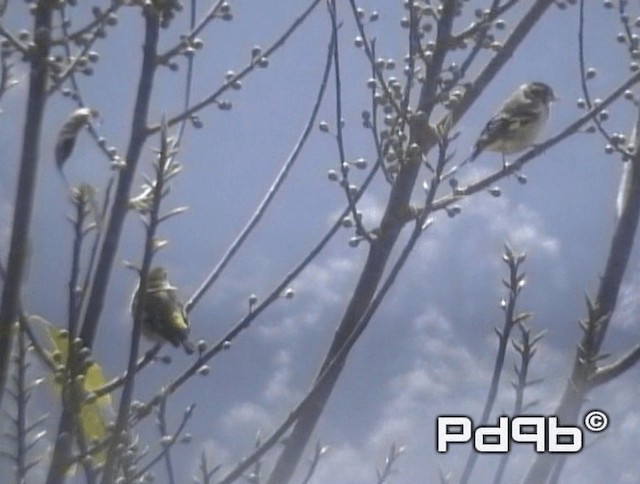 Yellow-breasted Greenfinch - ML200973571