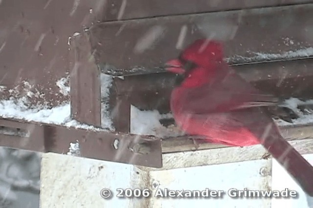 Cardinal rouge (groupe cardinalis) - ML200975581