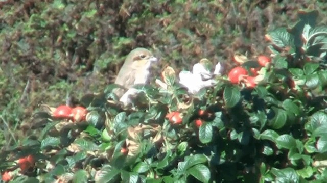 Isabelline Shrike (Daurian) - ML200975701