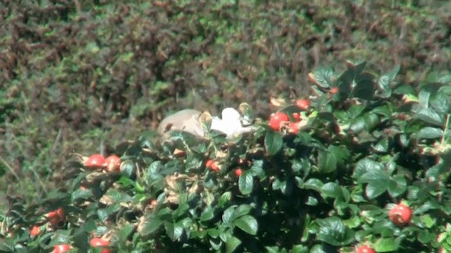 ťuhýk mongolský (ssp. isabellinus) - ML200975711