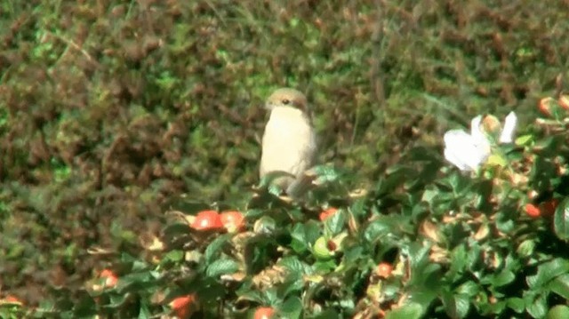 Isabelline Shrike (Daurian) - ML200975801