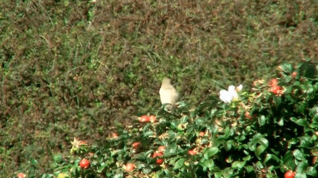 Isabelline Shrike (Daurian) - ML200975821