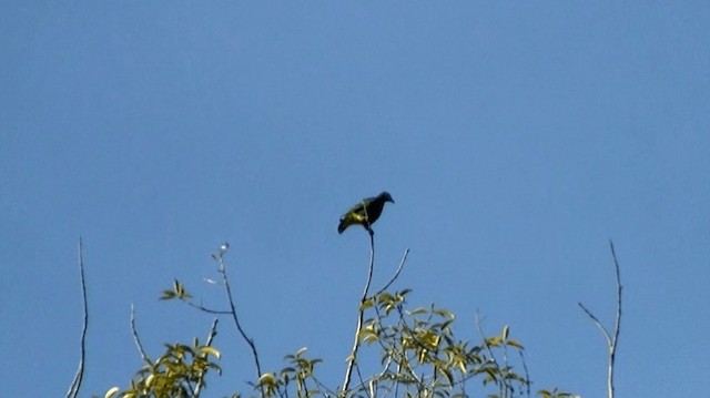 Gray-headed Fruit-Dove - ML200975941