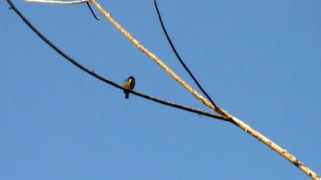 Dicée des Célèbes (groupe celebicum) - ML200975961