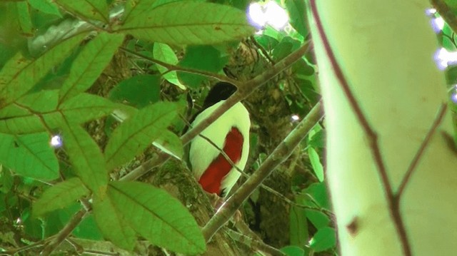 Ivory-breasted Pitta (Ivory-breasted) - ML200976061