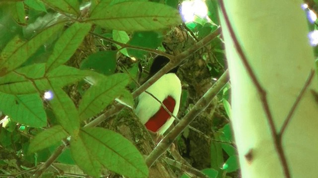 Ivory-breasted Pitta (Ivory-breasted) - ML200976071