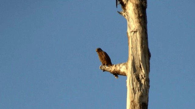 Spotted Kestrel - ML200976091