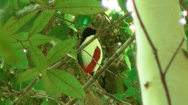 Ivory-breasted Pitta (Ivory-breasted) - ML200976161