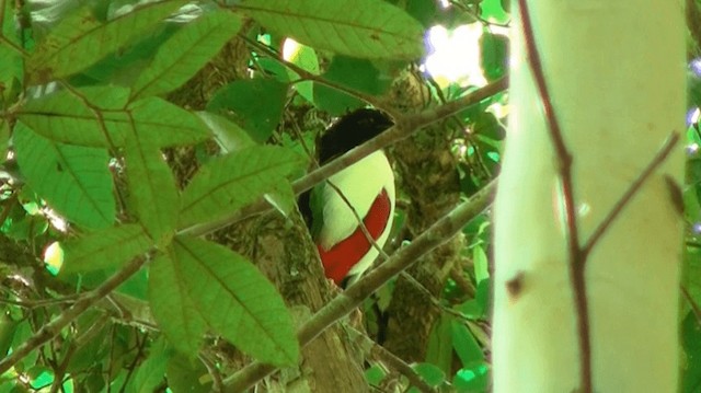 Ivory-breasted Pitta (Ivory-breasted) - ML200976171