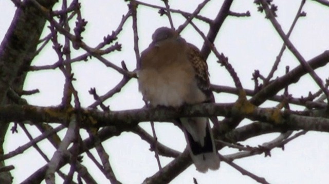 Oriental Turtle-Dove - ML200976261