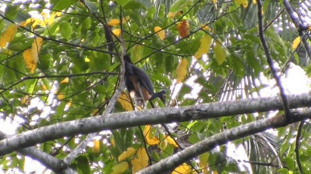 Talégalo Maleo - ML200976271