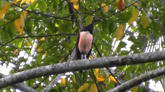 Talégalo Maleo - ML200976291