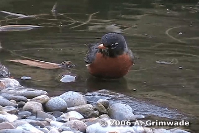 Zorzal Americano (grupo migratorius) - ML200977701