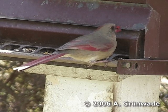 Cardinal rouge (groupe cardinalis) - ML200977731