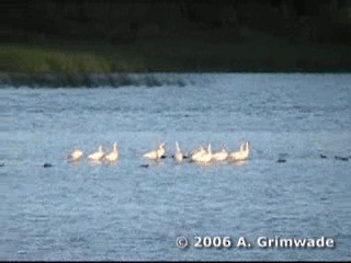 Coscoroba Swan - ML200977751