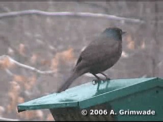 vlhovec lesklý (ssp. versicolor) - ML200977771