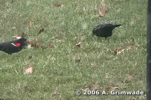 Red-winged Blackbird - ML200977781