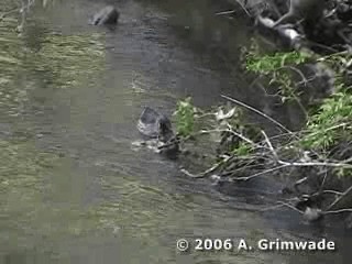 Wood Duck - ML200977901