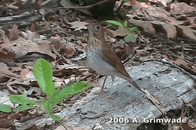 Veery - ML200977931