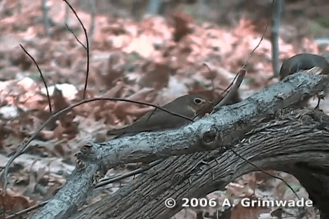 brunkinnskogtrost (swainsoni gr.) - ML200977961