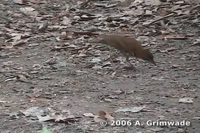 Wood Thrush - ML200977981