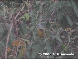 Blue-and-yellow Tanager (Green-mantled) - ML200978111