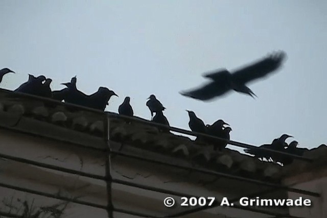 Red-billed Chough (Red-billed) - ML200978201