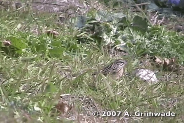 Rock Bunting - ML200978221