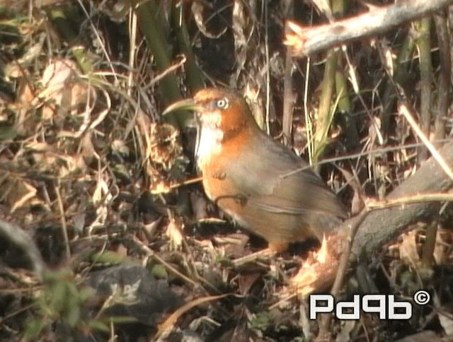 Rusty-cheeked Scimitar-Babbler - ML200978361