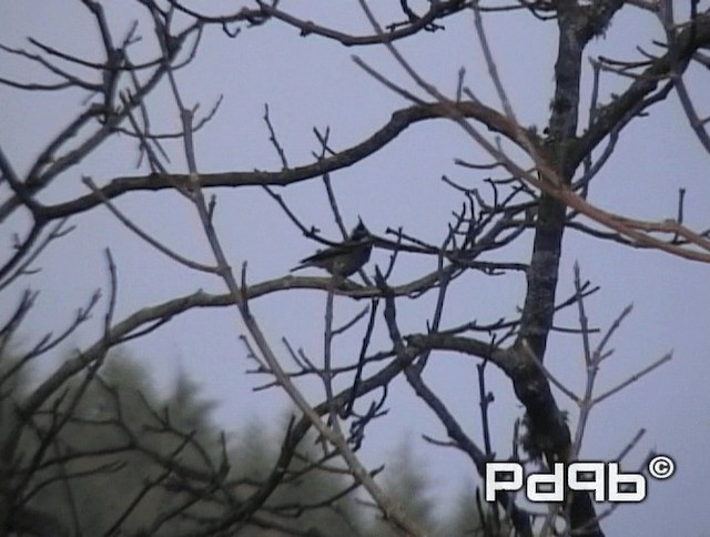 Coal Tit (Black-crested) - ML200978401