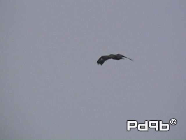 Тарважи бүргэд - ML200978431