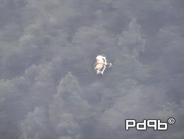 Тарважи бүргэд - ML200978441