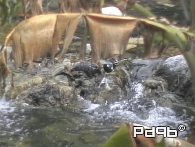 Spotted Forktail - ML200978511