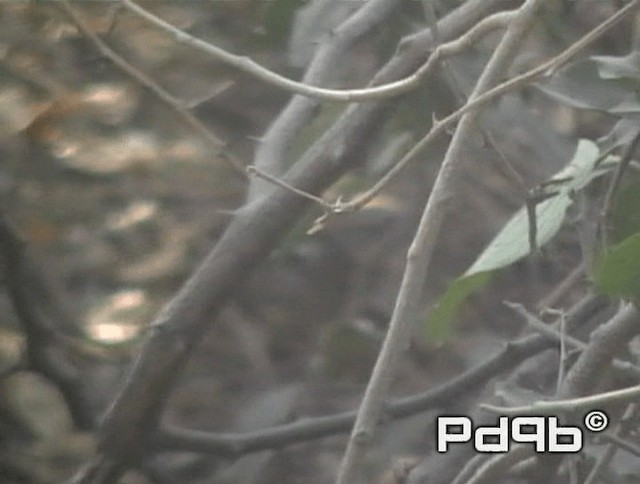 Scaly Thrush - ML200978521