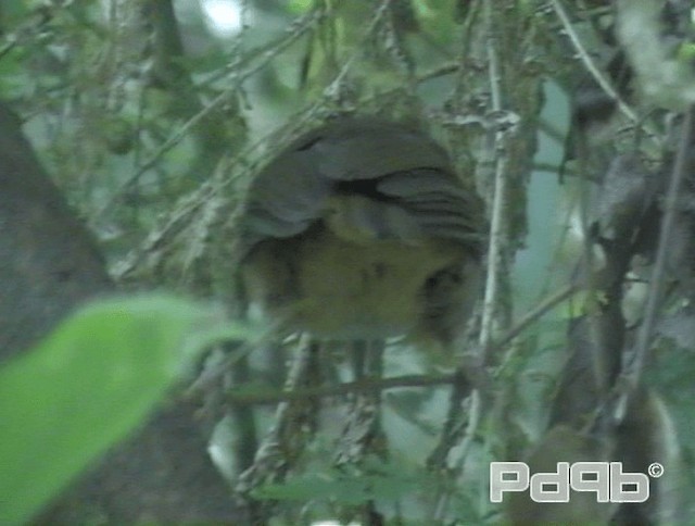 Abbott's Babbler - ML200978531