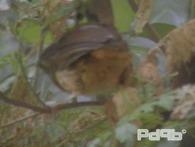 Abbott's Babbler - ML200978541