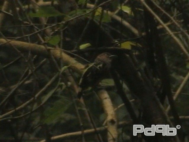 Banded Broadbill (Banded) - ML200978551