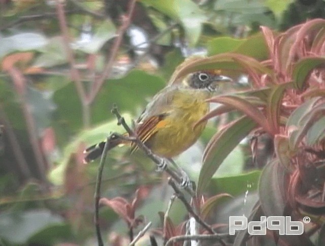 Chestnut-tailed Minla - ML200978561