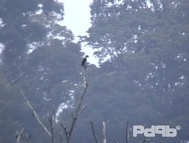 Black-thighed Falconet - ML200978651